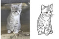Plotter-Software-Kurs: Online-Plotterkurs für Fortgeschrittene Katzen Foto plottbar machen - Kreativ-Ohrt